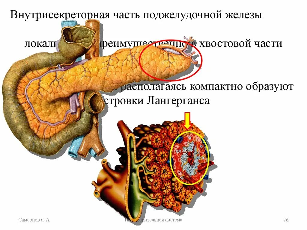 Секреторные клетки поджелудочной железы. Внутрисекреторная часть поджелудочной железы. Асти поджелудочной железы. Хвостовая часть поджелудочной железы.