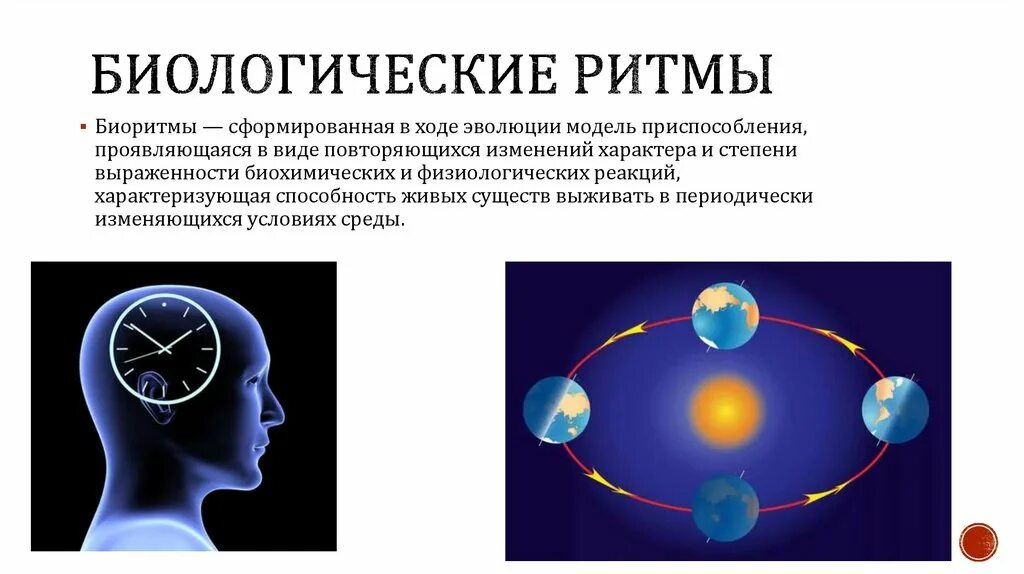 Биологические ритмы. Физиологические биоритмы. Классификация биоритмов. Виды биоритмов человека. Биологические ритмы тема