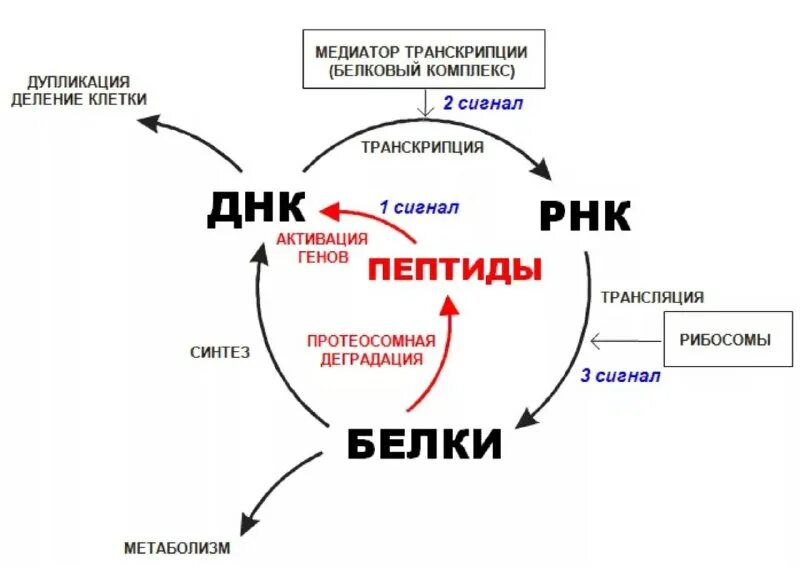 Cgrp пептид. Пептидная биорегуляция. Ген пептид. Кальцитонин ген связанный пептид. Ген пептид.