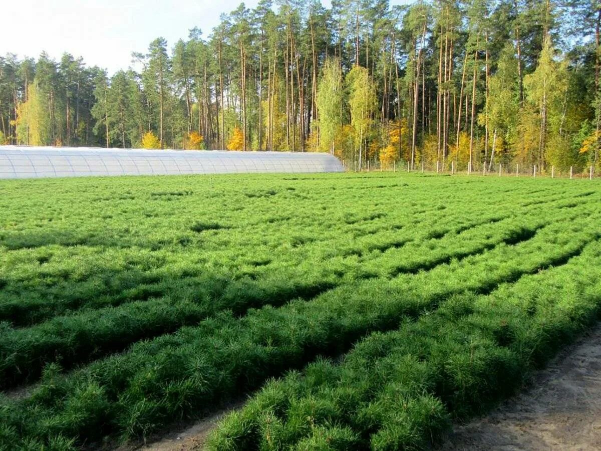 Вырубка кустарников и мелколесья. Порубочные остатки. Рубка на землях сельскохозяйственного назначения. Типы лесов ермишинского района. Рубка леса.