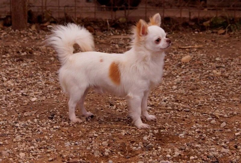 Девушка с двумя чихуахуа. Чихуахуа стоя. Чихуахуа мини 2 года. Чихуахуа 2 года. Чихуахуа мини кутенок.