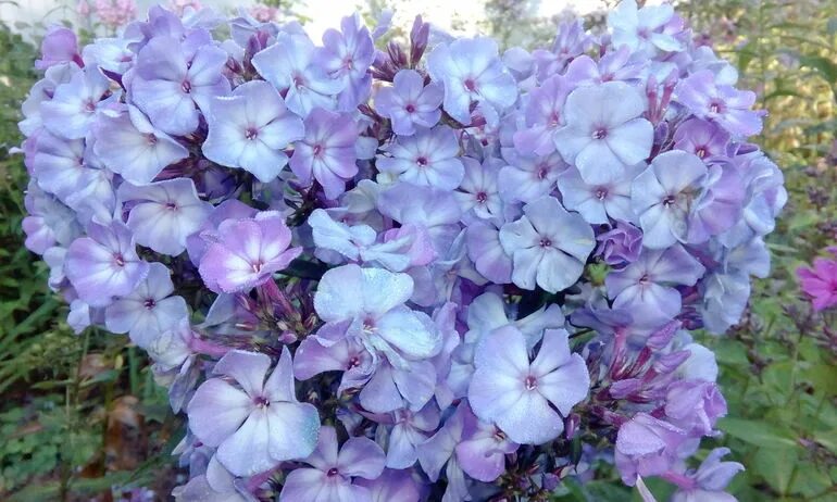 Флокс Левендел Вольке. Флокс метельчатый ( `Lavendel Wolke`). Флокс метельчатый Левендел Вольке. Флокс Лавендельвольке. Флокс цеппелин