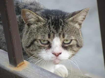 Укоризна