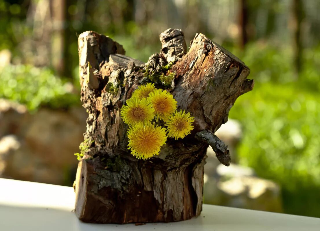Цветущий пень. Цветник в пне. Весенний пенек. Пень расцвел. Цветы из пня.