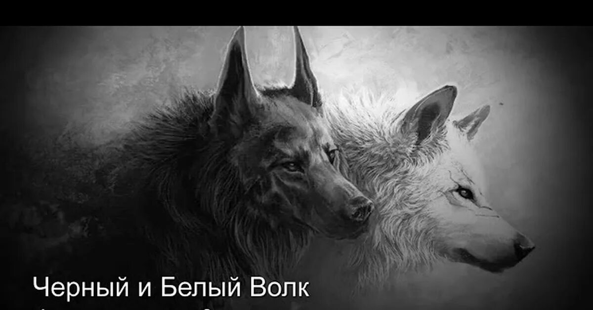 Притча чероки о двух волках. Черный и белый волк а кого кормишь ты. Черный белый волк песня. Хекет скуори белый волк. Два волка черный и белый.