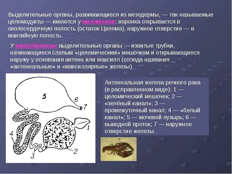 Выделительная система моллюсков является выделительной системой. Выделительная система моллюсков является выделительной системой
