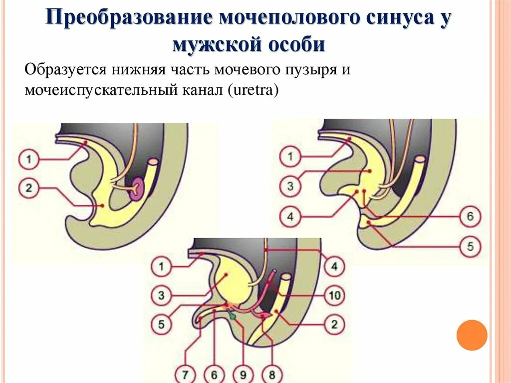 Мочеполовой синус у женщин. Урогенитальный синус. Эмбриональное развитие мочеполовой системы. Урогенитальный синус. Урогенитальный синус.
