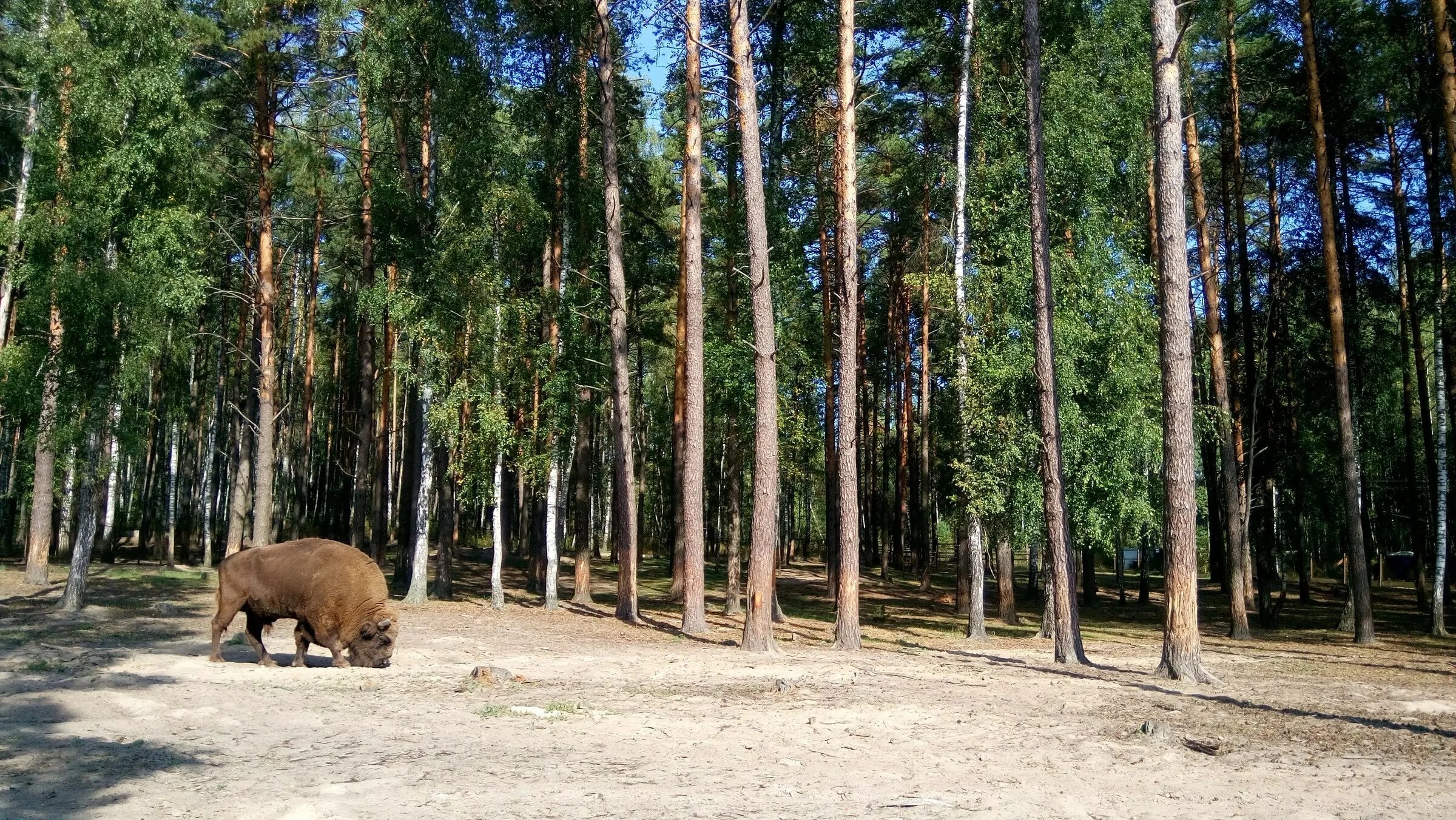 Национальный парк орловское. Национальный парк Орловское Полесье. Орловская область нац парк Орловское Полесье. Орел заповедник Орловское Полесье. Орловщина Орловское Полесье.