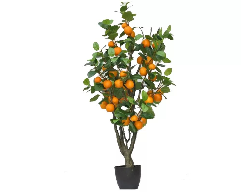 Акция! 100 plantas/пакет для выращивания на балконе или крыльце фруктовые деревь
