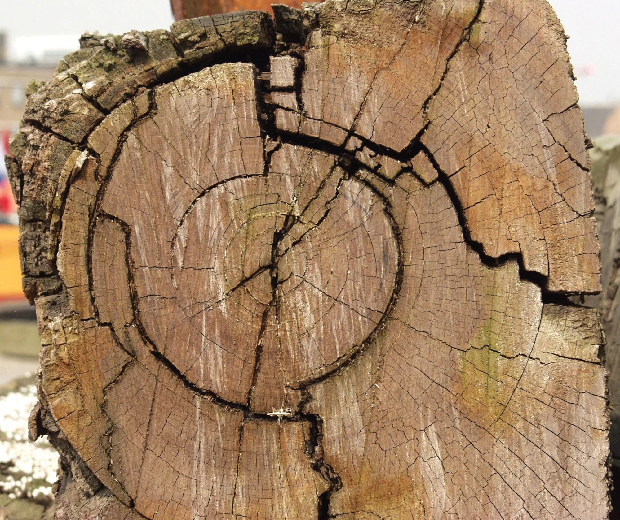 Срез дерева. Круглый спил дерева. Wood end. Срез бревна. Круглый спил дерева.