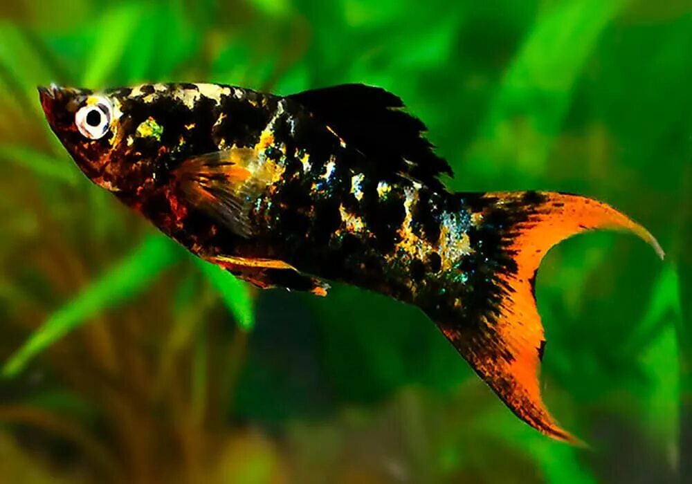Моллинезия аквариум рыбка. Моллинезия мраморная оранжевохвостая. Моллинезия Молли. Моллинезия сфенопс черно-Золотая. Моллинезии сфенопс.