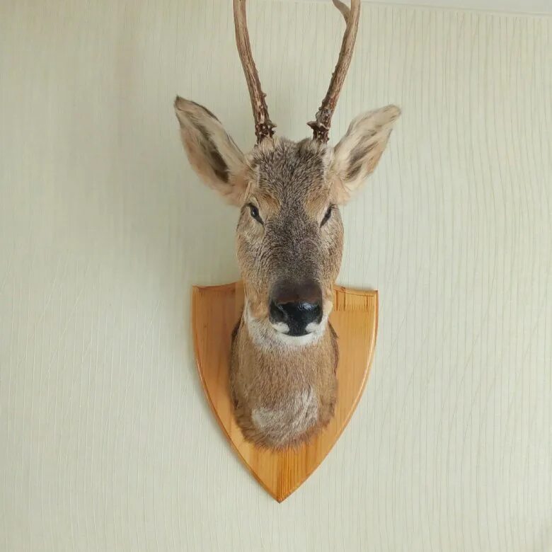 Чучело лося с рогами. Чучело оленя "голова оленя". Чучело головы. Таксидермия головы лося. Чучело головы.