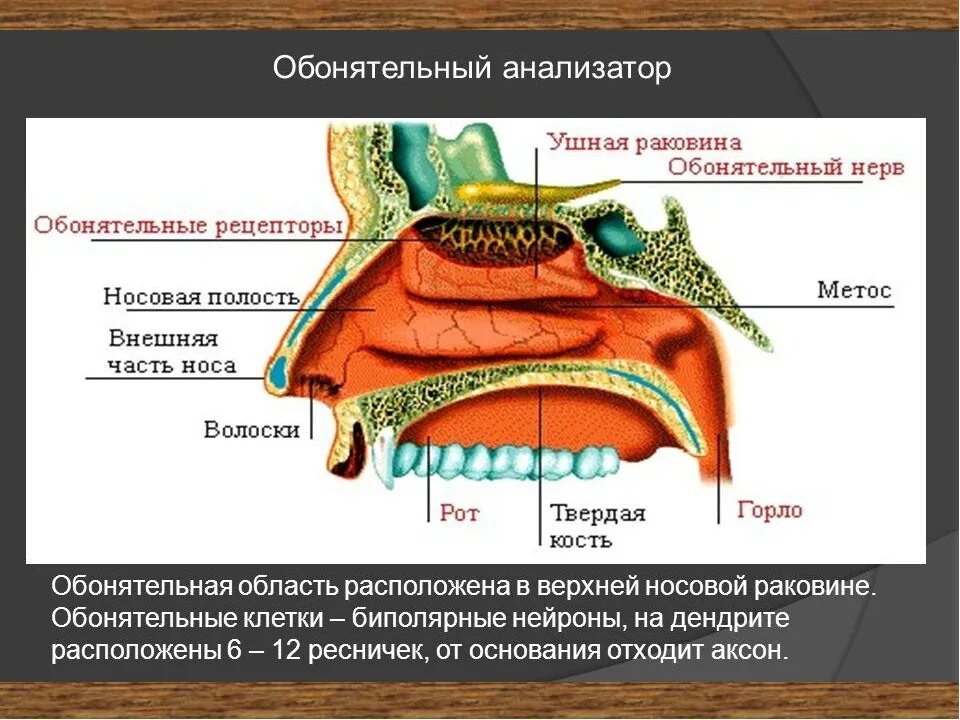 Орган обоняния отделы. Строение носового анализатора. Обонятельный анализатор строение. Схема периферической части обонятельного анализатора. Строение носа обонятельные рецепторы.