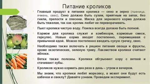 Чем кормить чтоб росли