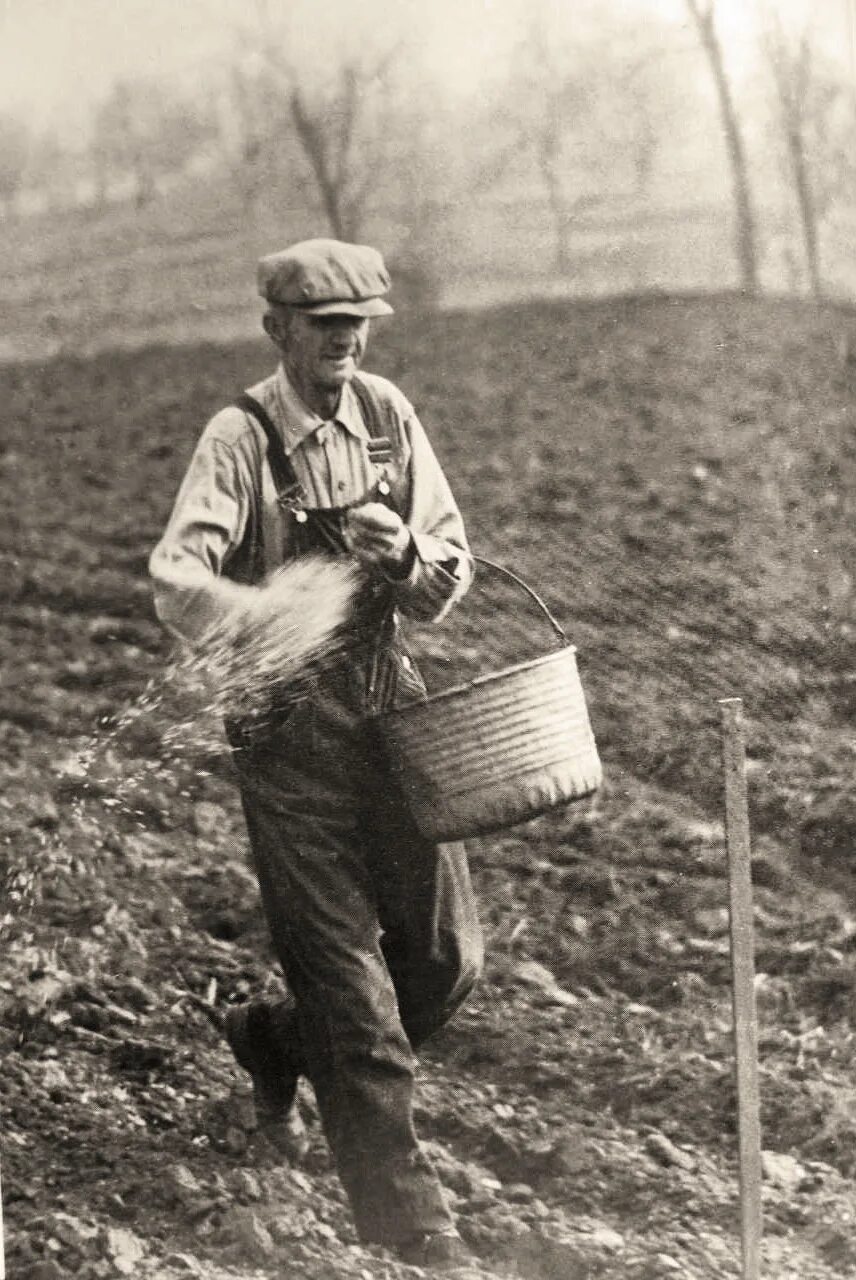 Крестьянин сеет. Посев пшеницы в старину. Посев зерна в старину. Посевание на старый новый год. Посев зерна в ручную в старину.