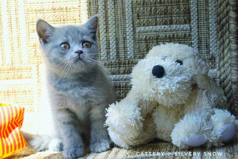 питомник череповец кошки. котенок был такой прекрасный котенок был такой несчастный стих. характер британских котов мальчиков. питомник silvery snow. питомник silvery snow.