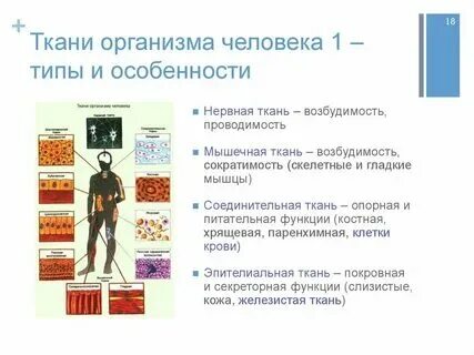 Дайте определение понятий орган и система органов