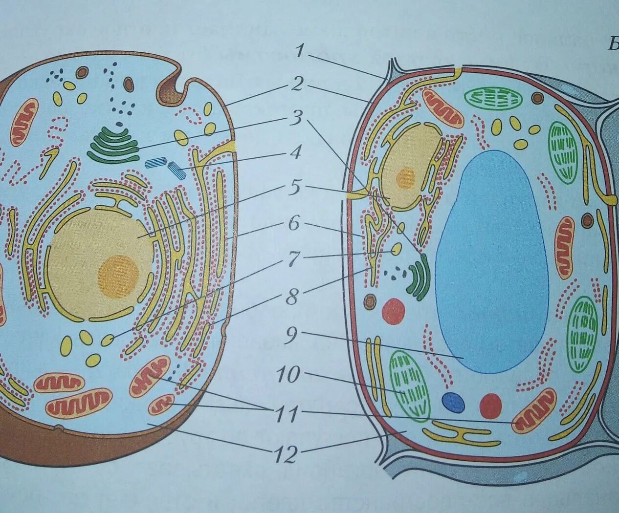 Строение органелл растительной клетки и животной клетки. Строение животной и растительной клетки 7 класс. Строение клетки животных 5 класс биология. Строение клетки растения и животного 5 класс биология рисунок. Клетки растительного происхождения