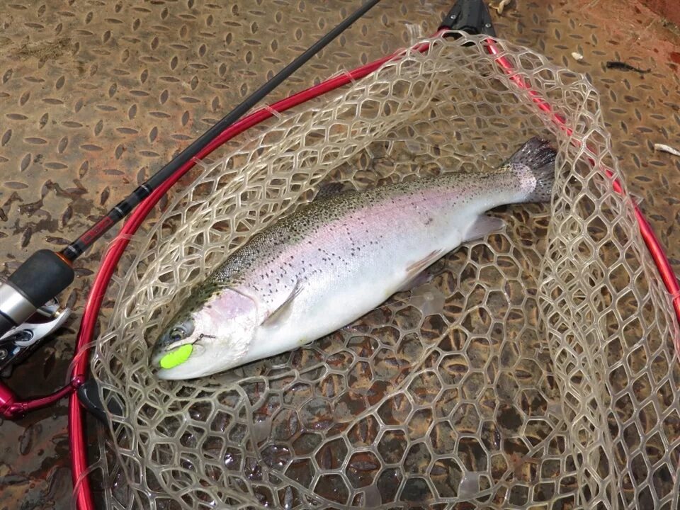 лучшие приманки на форель. снасть на озерную форель. приманки на кумжу. ловля форели на платниках. зимняя форелевая удочка.