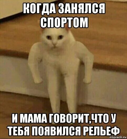 Кота Жмыхнуло. Жмыхнутый кот Мем. Кот качок Мем. Жмыхнутые мемы с котами.