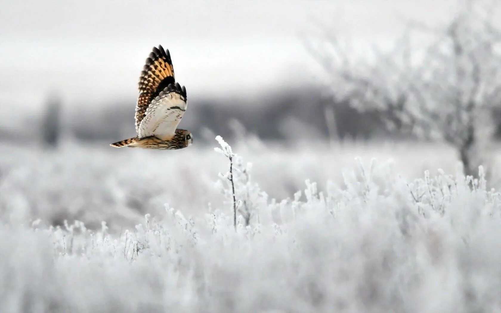 Птицы летающие зимой. Зима птицы. Снежная птица. Птички на снегу. Птицы под снегом.