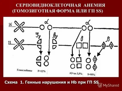 Гомозиготной называется особь