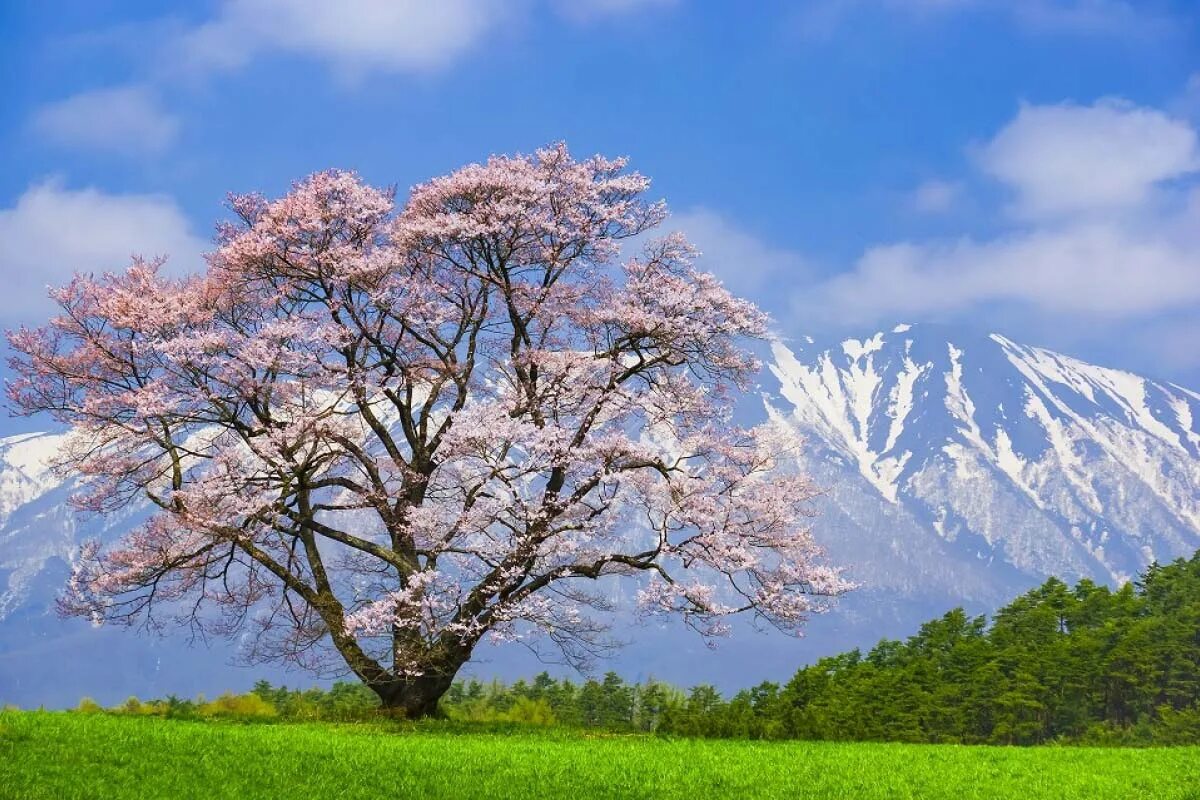 Природа японии фудзи сакура. Цветущие деревья в горах. Цветение рододендрона. Yoshino сакура. Цветущие деревья в горах.