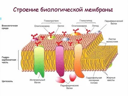 Мембраны клетки состоят из слоев липидов