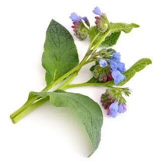 Окопник польза и вред