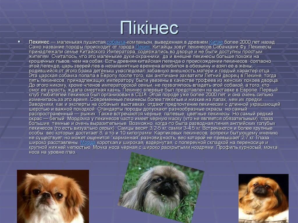 Пекинес собака характеристика породы. Пекинес королевской породы. пекинес собака описание. пекинесы внешний вид. сообщение о собаке пекинес.