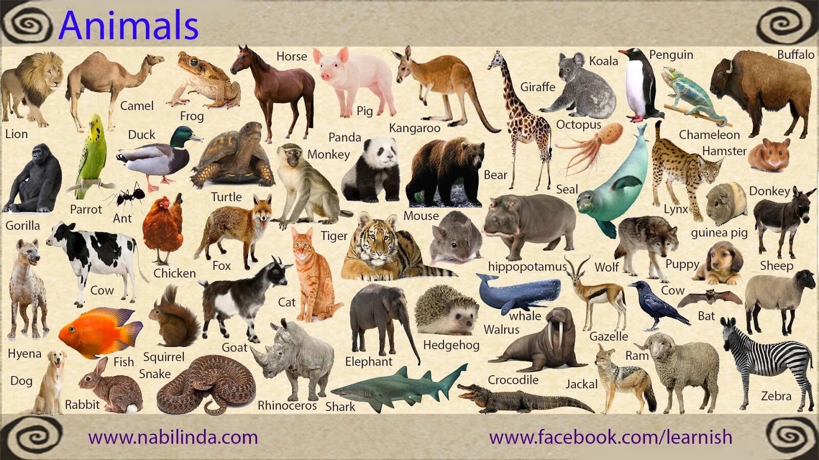 Перевод слова животное. Животные по английскому языку. Названия животных на английском. Название животных на анг. Названичживотнвх на англ.
