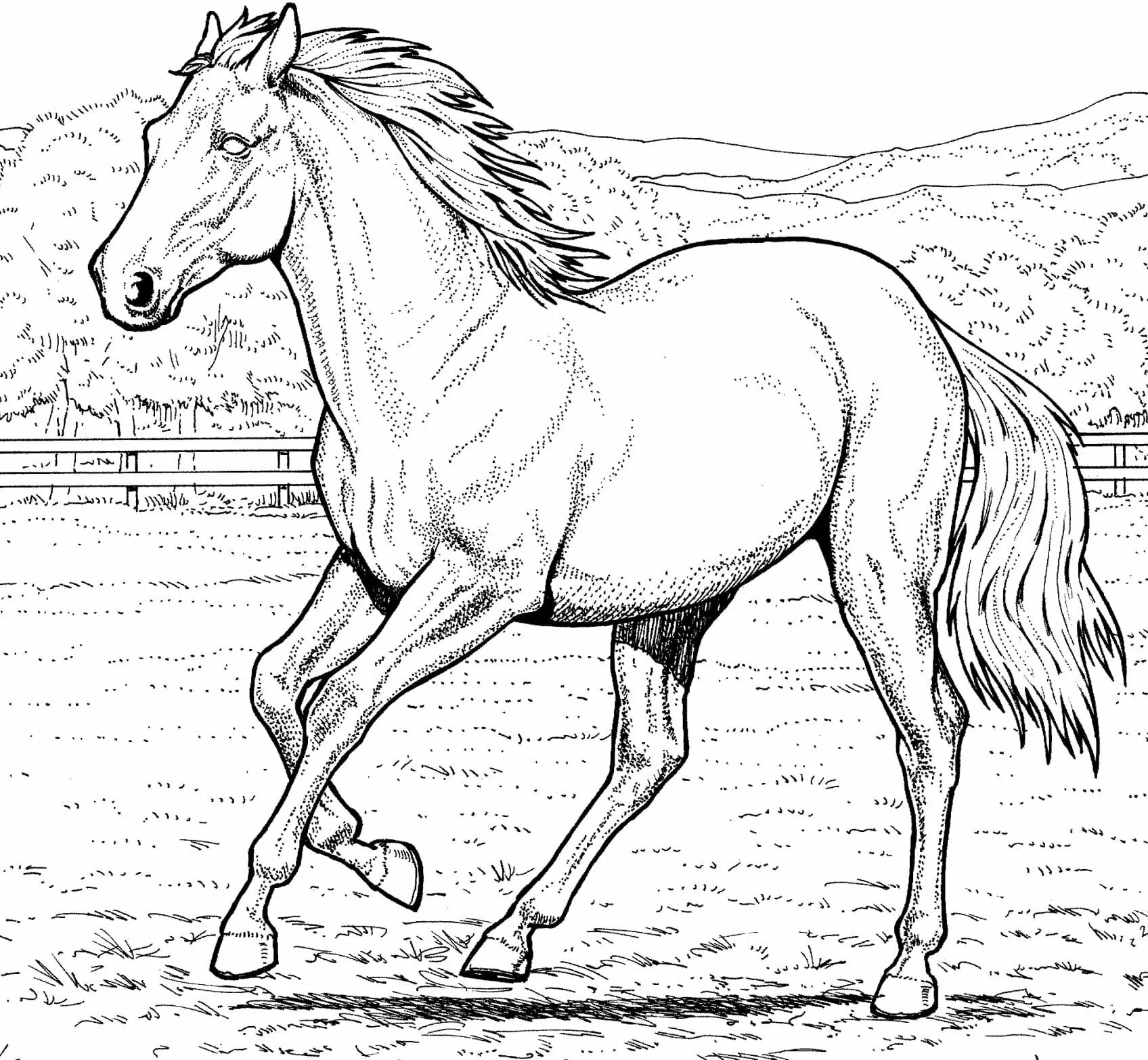 Раскраска черных фото. Раскраска. Лошади. Раскраска конь. Рисунок лошади для раскрашивания. Лошадь раскраска для детей.