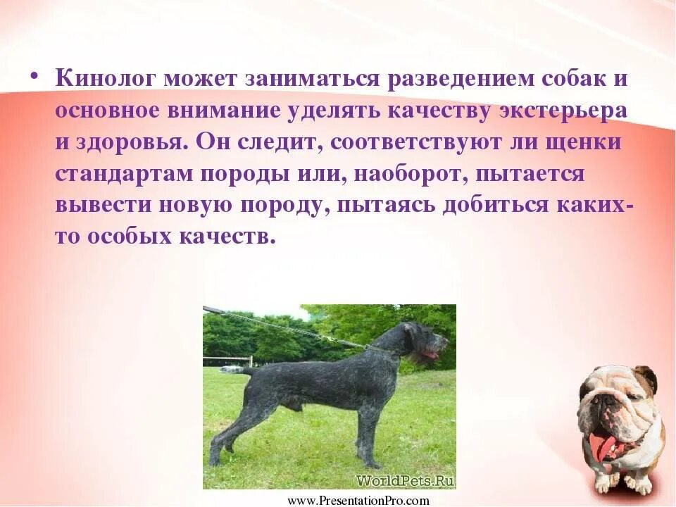 Какое разведение собак чистопородное или скрещивание обычно. Чистопородное разведение собак. методы разведения собак чистопородное разведение. разведение породистых щенков. чистопородное скрещивание собак.