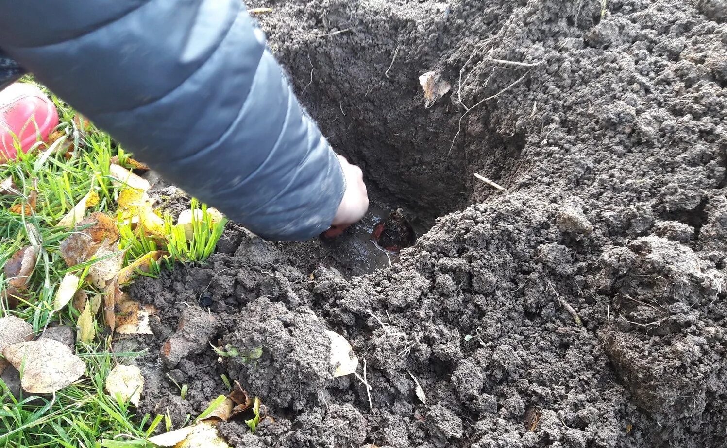 Тюльпаны сажаем осенью в грунт. Тюльпаны в грунте. Посадка тюльпанов. Нарциссы высадка в грунт осенью. Посадка луковичных осенью в грунт.