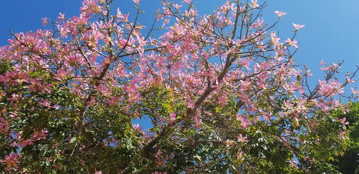 Free Images : tree, branch, flower, spring, produce, cherry blossom, flowers, sh