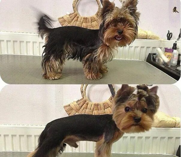 Со скольки месяцев стригут йорков. Стрижки йоркширского терьера мальчика стандарт. Со скольки месяцев стригут йорков. Йоркширский терьер стандарт стрижки. Со скольки месяцев стригут йорков.