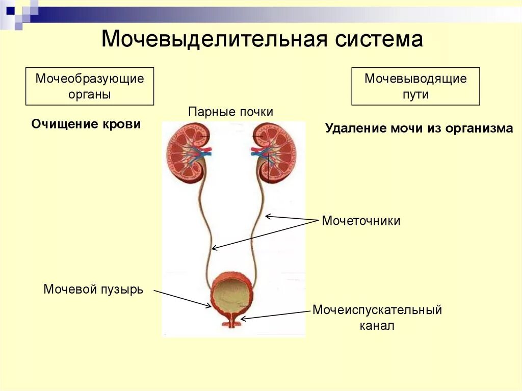 Основной орган мочевыделительной системы человека. Мочевыделительная система строение анатомия. Мочевыделительная система человека строение и функции. Мочевыделительная система биология 8 класс. Органы мочевыделительной системы схема.