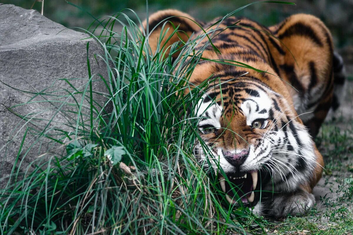 Tiger hunting
