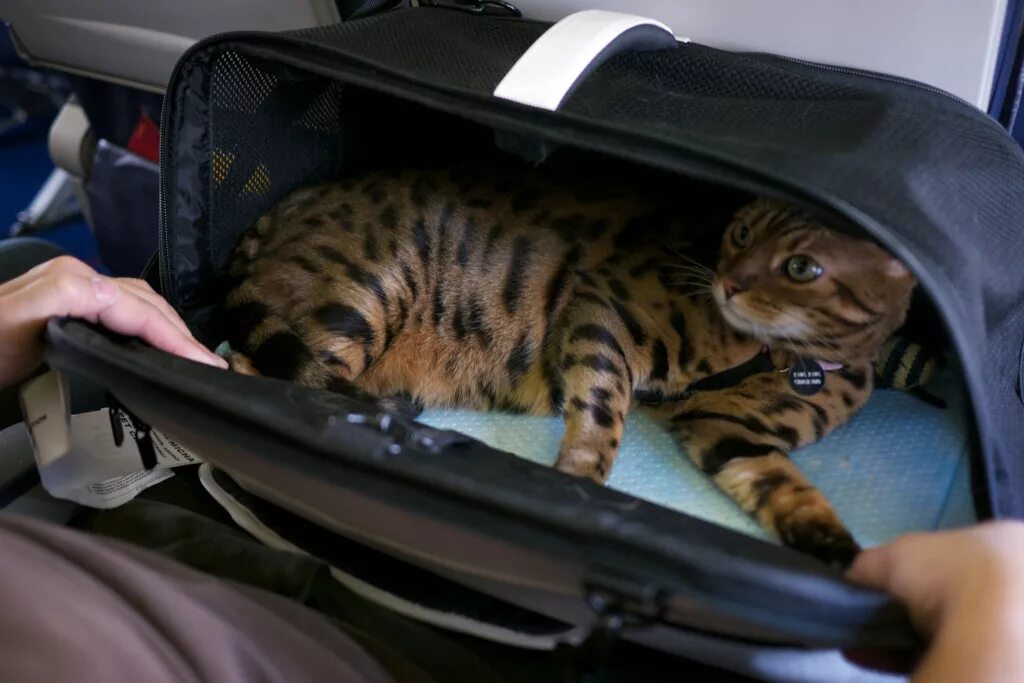 Коты ездят. Кошка в автомобиле. Кот в переноске. Кот в переноске в машине. Бенгальская кошка в машине.