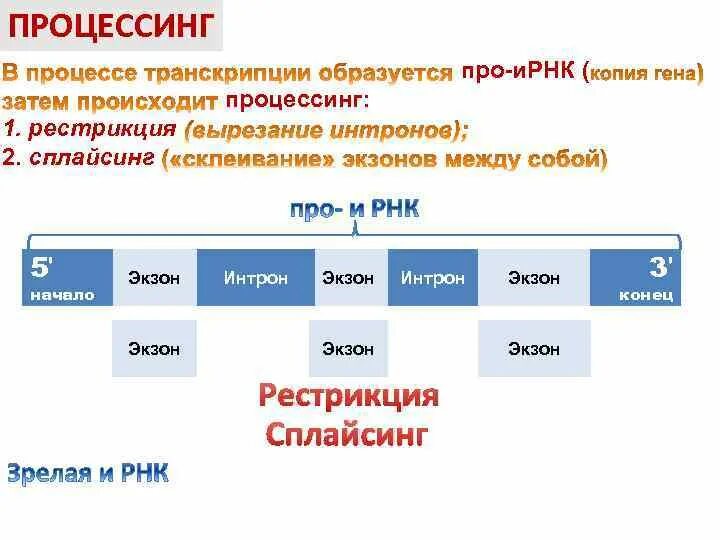 Последовательность этапов процессинга. Процессинг РНК. Процессинг транскрипция. Процессинг пре ИРНК транскрипта. Процессинг биология.