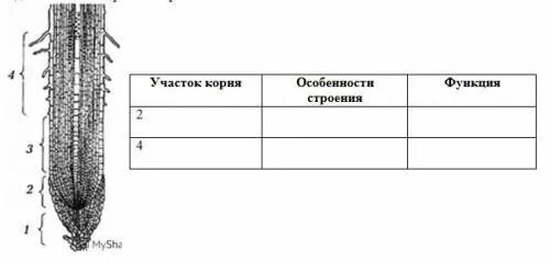 Установите соответствие корень лист. Зоны участки корня. Строение корня таблица. Зоны участки корня таблица. Зоны корня рисунок.