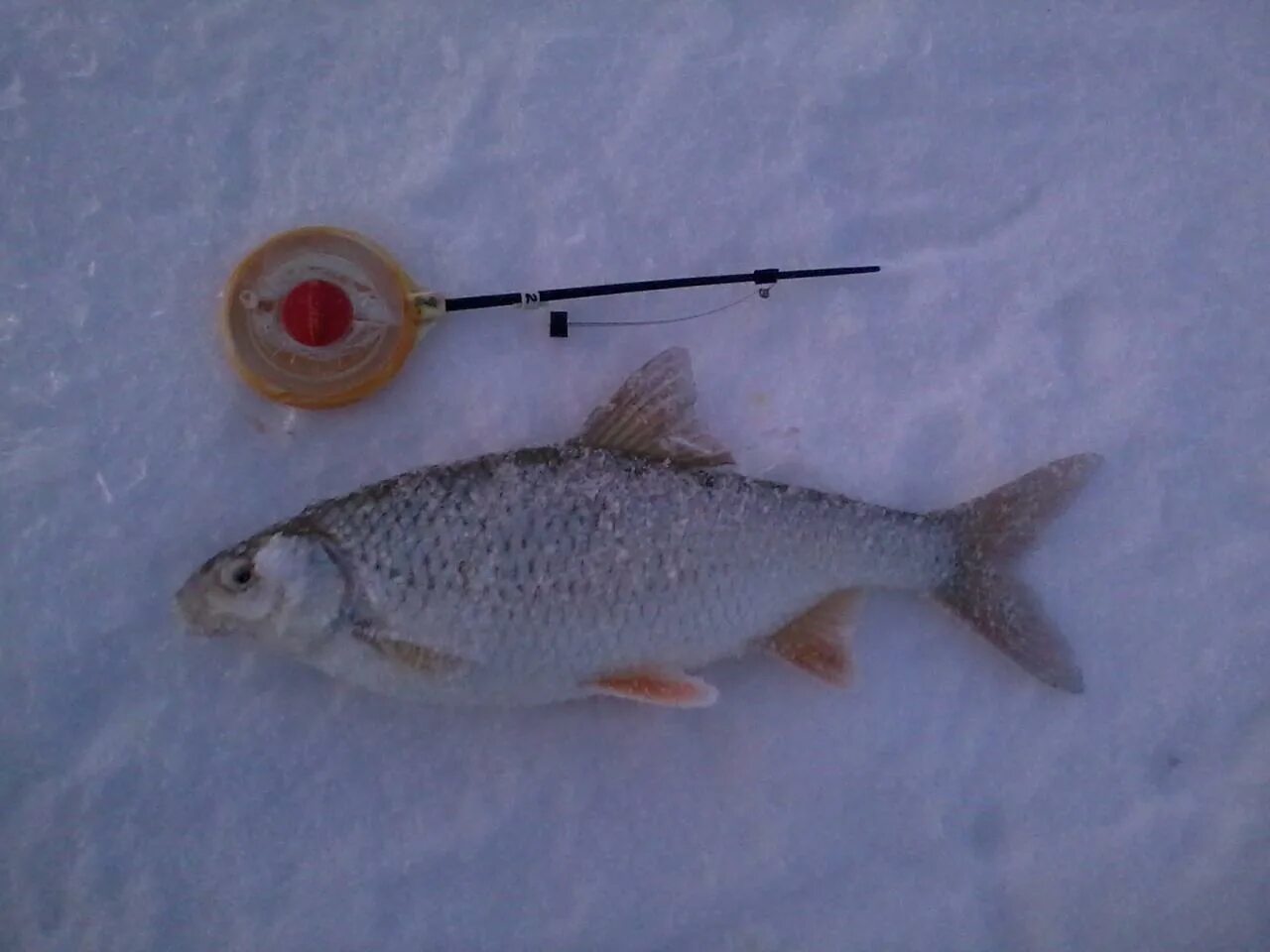 силикатный каменск уральский озеро. наклейка уральская рыбалка. хариус на урале. река лобва хариус. рыбалка каменск уральский.