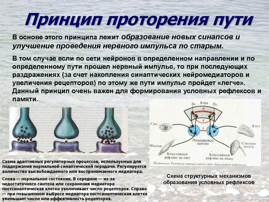 Какая идея лежит в основе принципа. Проторения пути. Проторение пути физиология. Принцип проторенного пути. Принцип проторения пути в ЦНС.