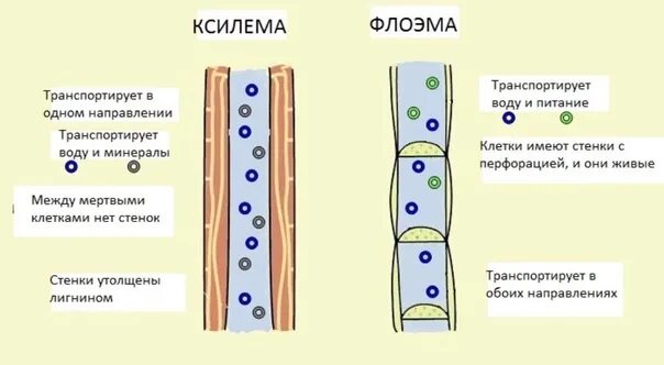 Строение ксилемы и флоэмы. Проводящие ткани растений ситовидные трубки Ксилема. Проводящая ткань Ксилема и флоэма. Ксилема и флоэма это ткани. Флоэма ток