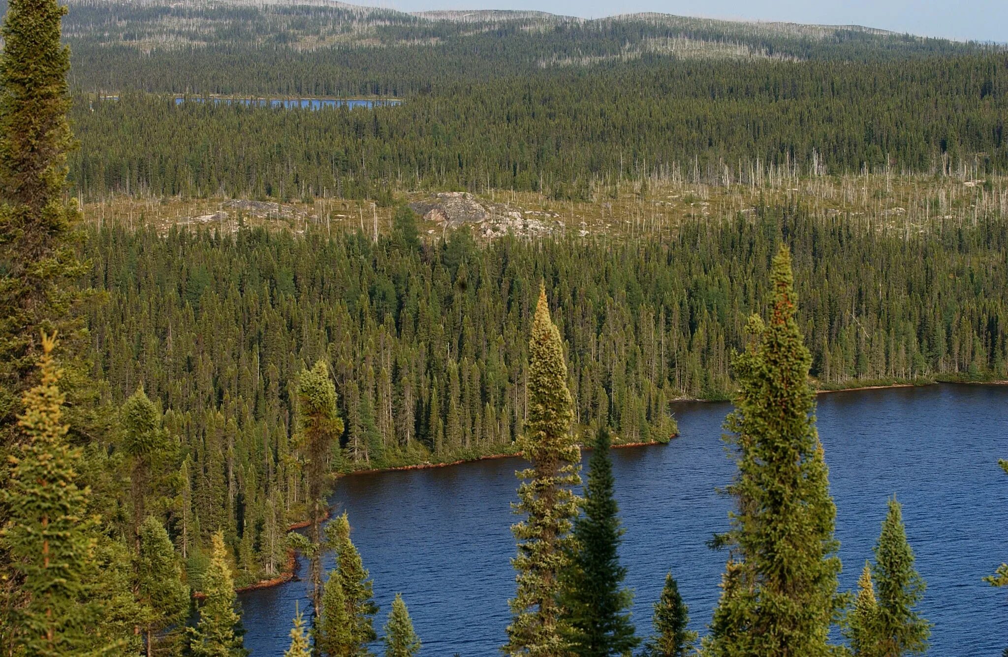 Бореальные хвойные леса (Тайга). Восточно Сибирская Тайга. Бореальный лес Канады. Бореальные леса Северной Америки.