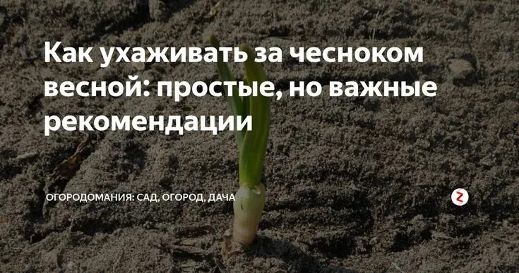 Чем поливать чеснок весной после зимы. Уход за чесноком весной. Как ухаживать за чесноком весной после зимы. Обрабатываем озимый чеснок весной.. Как ухаживать за чесноком.