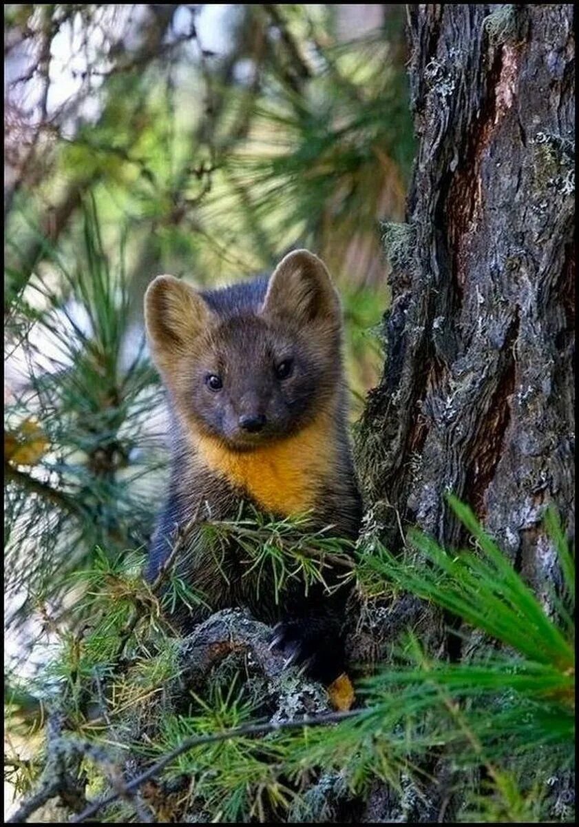 Соболь в тайге. Ильменский заповедник лесная куница. Байкальский заповедник баргузинский соболь. Лесная куница зимой. Сибирский соболь.