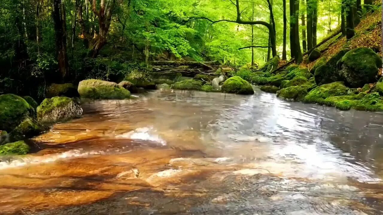 Шум природы. Лесной ручей. Звуки природы. Звучащая природа.