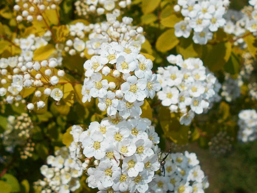 Спирея вангутта. Спирея вангутта фонтейн. spiraea vanhouttei gold fountain. спирея вангутта голд фонтейн. спирея вангутта голд фонтан.