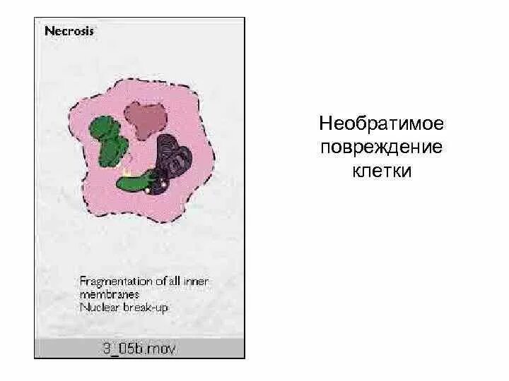 Тест повреждение клетки. Необратимые повреждения клетки. Парциальное повреждение клетки. Некроз на клеточном уровне. Необратимые повреждения смерть клетки.